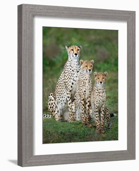 Cheetah (Acinonyx Jubatus) Family, Ndutu, Ngorongoro Conservation Area, Tanzania-null-Framed Photographic Print