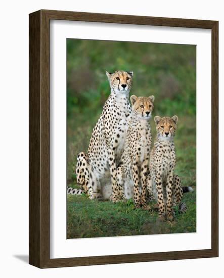 Cheetah (Acinonyx Jubatus) Family, Ndutu, Ngorongoro Conservation Area, Tanzania-null-Framed Photographic Print