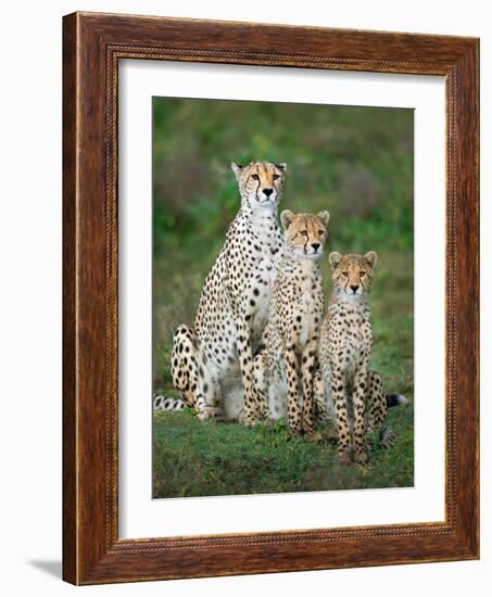 Cheetah (Acinonyx Jubatus) Family, Ndutu, Ngorongoro Conservation Area, Tanzania-null-Framed Photographic Print