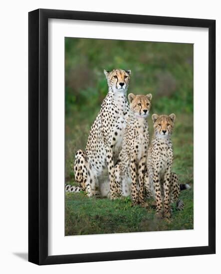 Cheetah (Acinonyx Jubatus) Family, Ndutu, Ngorongoro Conservation Area, Tanzania-null-Framed Photographic Print