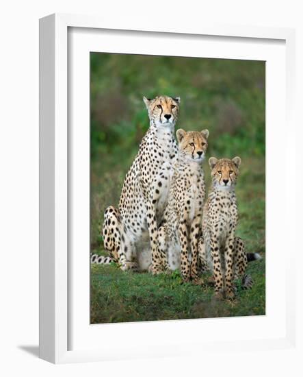 Cheetah (Acinonyx Jubatus) Family, Ndutu, Ngorongoro Conservation Area, Tanzania-null-Framed Photographic Print