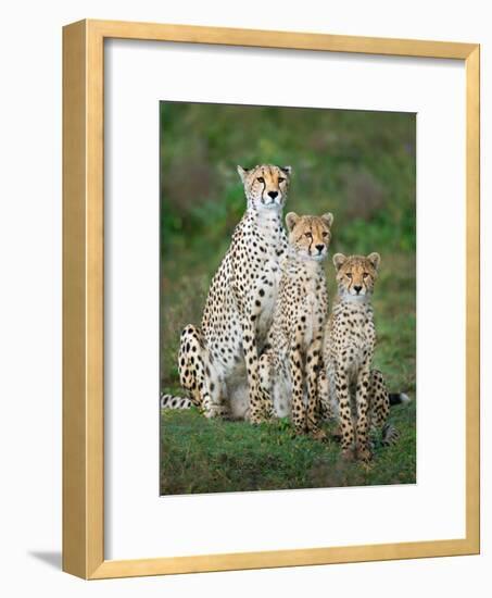 Cheetah (Acinonyx Jubatus) Family, Ndutu, Ngorongoro Conservation Area, Tanzania-null-Framed Photographic Print