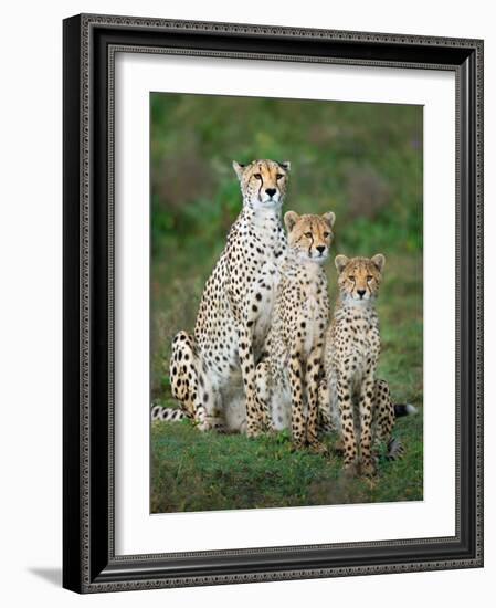 Cheetah (Acinonyx Jubatus) Family, Ndutu, Ngorongoro Conservation Area, Tanzania-null-Framed Photographic Print