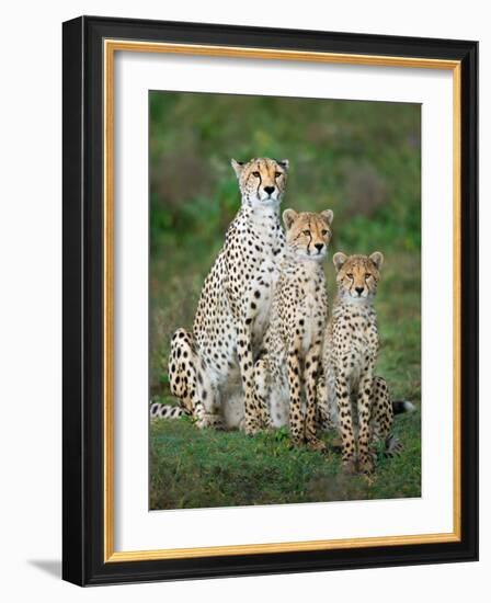 Cheetah (Acinonyx Jubatus) Family, Ndutu, Ngorongoro Conservation Area, Tanzania-null-Framed Photographic Print