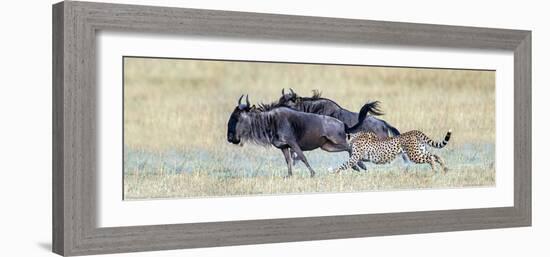 Cheetah (Acinonyx Jubatus) Hunting Blue Wildebeests (Connochaetes Taurinus)-null-Framed Photographic Print