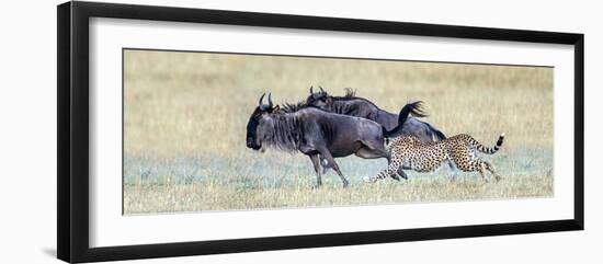 Cheetah (Acinonyx Jubatus) Hunting Blue Wildebeests (Connochaetes Taurinus)-null-Framed Photographic Print