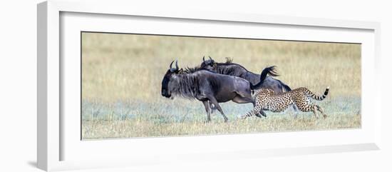 Cheetah (Acinonyx Jubatus) Hunting Blue Wildebeests (Connochaetes Taurinus)-null-Framed Photographic Print