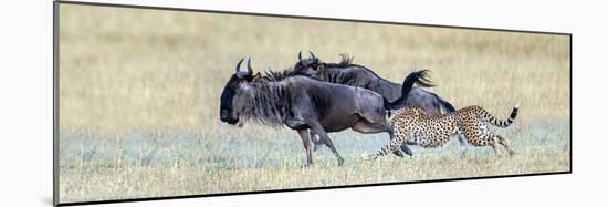 Cheetah (Acinonyx Jubatus) Hunting Blue Wildebeests (Connochaetes Taurinus)-null-Mounted Photographic Print