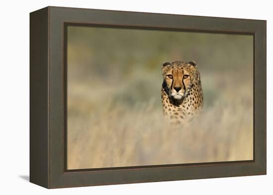 Cheetah (Acinonyx Jubatus) in a Field, Etosha National Park, Namibia-null-Framed Stretched Canvas
