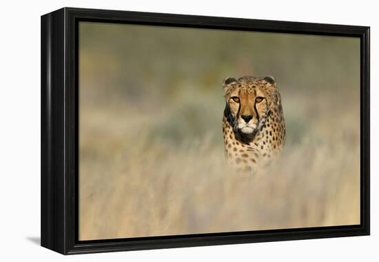 Cheetah (Acinonyx Jubatus) in a Field, Etosha National Park, Namibia-null-Framed Stretched Canvas