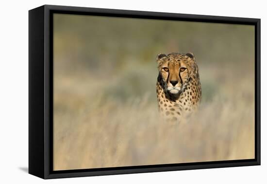 Cheetah (Acinonyx Jubatus) in a Field, Etosha National Park, Namibia-null-Framed Stretched Canvas