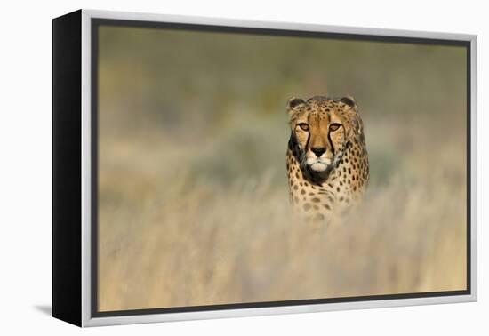Cheetah (Acinonyx Jubatus) in a Field, Etosha National Park, Namibia-null-Framed Stretched Canvas