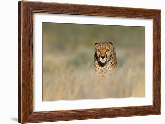 Cheetah (Acinonyx Jubatus) in a Field, Etosha National Park, Namibia-null-Framed Photographic Print