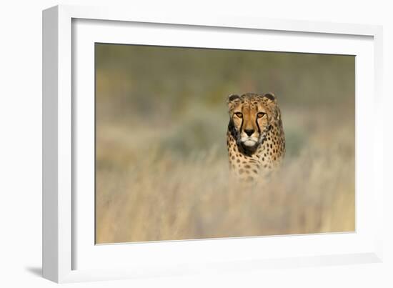 Cheetah (Acinonyx Jubatus) in a Field, Etosha National Park, Namibia-null-Framed Photographic Print