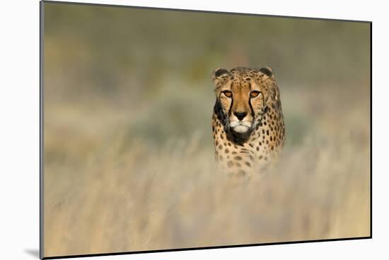 Cheetah (Acinonyx Jubatus) in a Field, Etosha National Park, Namibia-null-Mounted Photographic Print