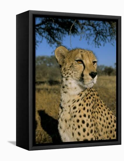 Cheetah (Acinonyx Jubatus) in Captivity, Namibia, Africa-Steve & Ann Toon-Framed Premier Image Canvas