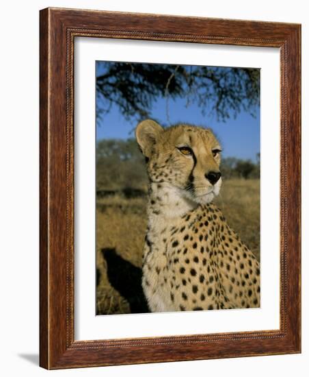 Cheetah (Acinonyx Jubatus) in Captivity, Namibia, Africa-Steve & Ann Toon-Framed Photographic Print