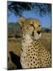 Cheetah (Acinonyx Jubatus) in Captivity, Namibia, Africa-Steve & Ann Toon-Mounted Photographic Print