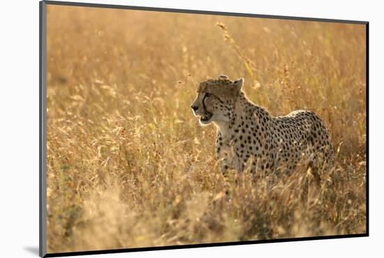 Cheetah ( Acinonyx jubatus ) in savanna, Lower Sabie, Kruger National Park, South Africa, Africa-null-Mounted Photographic Print