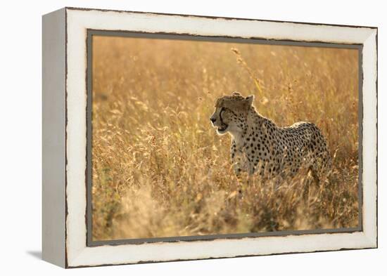 Cheetah ( Acinonyx jubatus ) in savanna, Lower Sabie, Kruger National Park, South Africa, Africa-null-Framed Premier Image Canvas