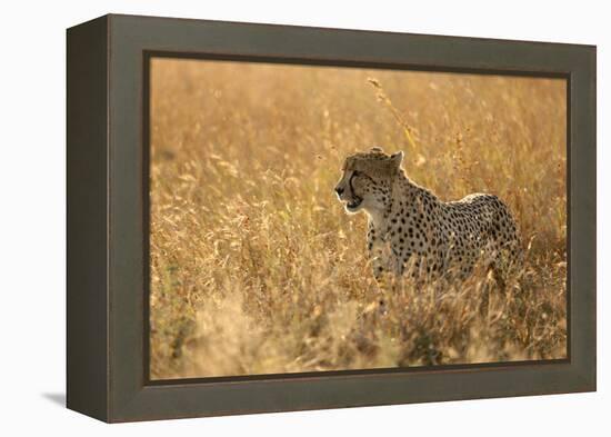 Cheetah ( Acinonyx jubatus ) in savanna, Lower Sabie, Kruger National Park, South Africa, Africa-null-Framed Premier Image Canvas