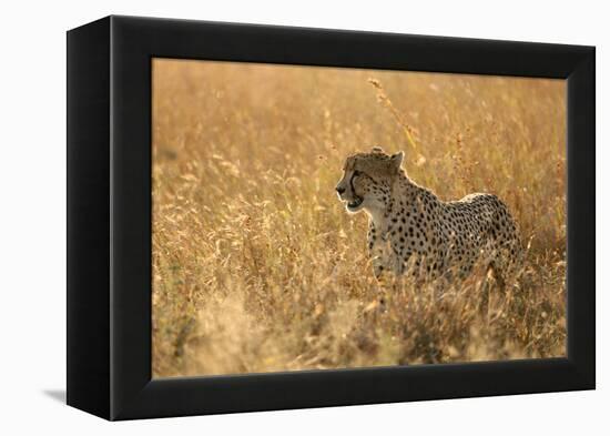 Cheetah ( Acinonyx jubatus ) in savanna, Lower Sabie, Kruger National Park, South Africa, Africa-null-Framed Premier Image Canvas