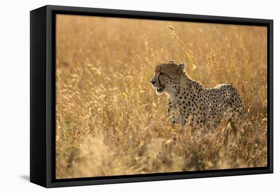 Cheetah ( Acinonyx jubatus ) in savanna, Lower Sabie, Kruger National Park, South Africa, Africa-null-Framed Premier Image Canvas