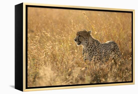 Cheetah ( Acinonyx jubatus ) in savanna, Lower Sabie, Kruger National Park, South Africa, Africa-null-Framed Premier Image Canvas