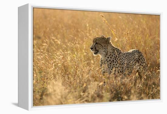 Cheetah ( Acinonyx jubatus ) in savanna, Lower Sabie, Kruger National Park, South Africa, Africa-null-Framed Premier Image Canvas