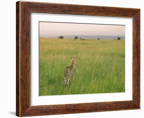 Cheetah (Acinonyx Jubatus) in the Grass, Maasai Mara National Reserve, Kenya-Keren Su-Framed Photographic Print