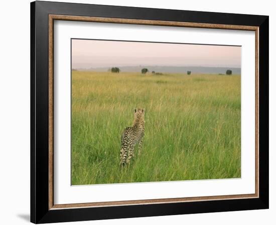 Cheetah (Acinonyx Jubatus) in the Grass, Maasai Mara National Reserve, Kenya-Keren Su-Framed Photographic Print