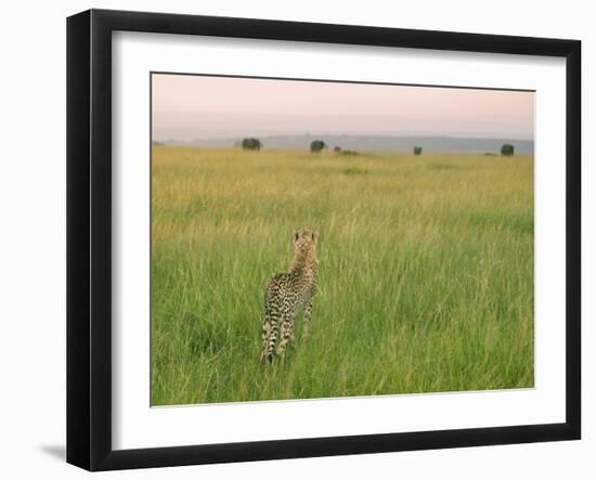 Cheetah (Acinonyx Jubatus) in the Grass, Maasai Mara National Reserve, Kenya-Keren Su-Framed Photographic Print