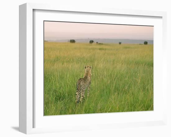 Cheetah (Acinonyx Jubatus) in the Grass, Maasai Mara National Reserve, Kenya-Keren Su-Framed Photographic Print