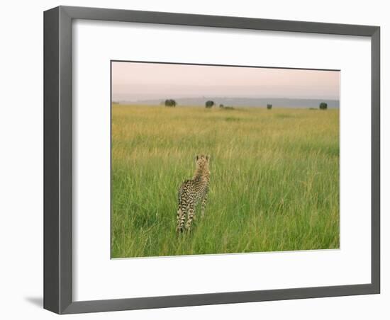 Cheetah (Acinonyx Jubatus) in the Grass, Maasai Mara National Reserve, Kenya-Keren Su-Framed Photographic Print