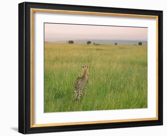 Cheetah (Acinonyx Jubatus) in the Grass, Maasai Mara National Reserve, Kenya-Keren Su-Framed Photographic Print