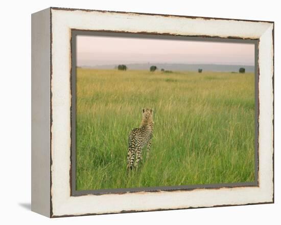 Cheetah (Acinonyx Jubatus) in the Grass, Maasai Mara National Reserve, Kenya-Keren Su-Framed Premier Image Canvas