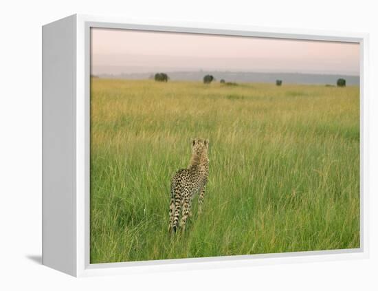 Cheetah (Acinonyx Jubatus) in the Grass, Maasai Mara National Reserve, Kenya-Keren Su-Framed Premier Image Canvas