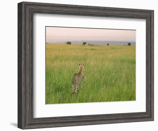 Cheetah (Acinonyx Jubatus) in the Grass, Maasai Mara National Reserve, Kenya-Keren Su-Framed Photographic Print