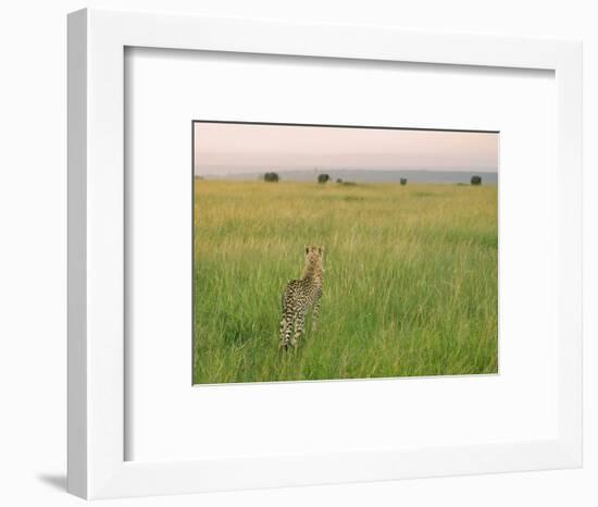 Cheetah (Acinonyx Jubatus) in the Grass, Maasai Mara National Reserve, Kenya-Keren Su-Framed Photographic Print