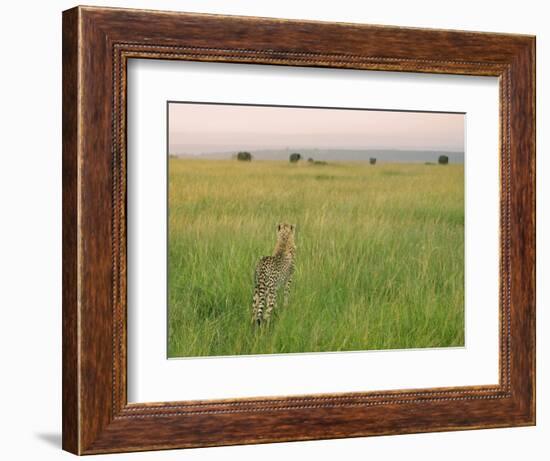 Cheetah (Acinonyx Jubatus) in the Grass, Maasai Mara National Reserve, Kenya-Keren Su-Framed Photographic Print