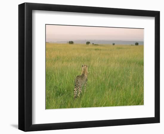 Cheetah (Acinonyx Jubatus) in the Grass, Maasai Mara National Reserve, Kenya-Keren Su-Framed Photographic Print