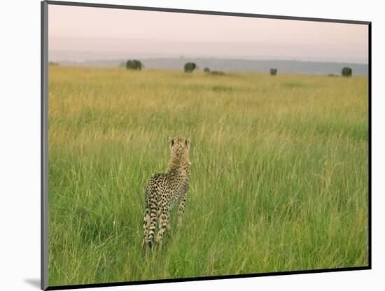 Cheetah (Acinonyx Jubatus) in the Grass, Maasai Mara National Reserve, Kenya-Keren Su-Mounted Photographic Print