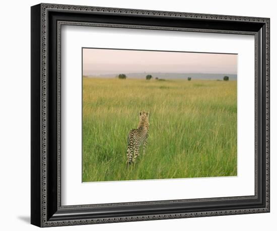 Cheetah (Acinonyx Jubatus) in the Grass, Maasai Mara National Reserve, Kenya-Keren Su-Framed Photographic Print