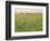 Cheetah (Acinonyx Jubatus) in the Grass, Maasai Mara National Reserve, Kenya-Keren Su-Framed Photographic Print