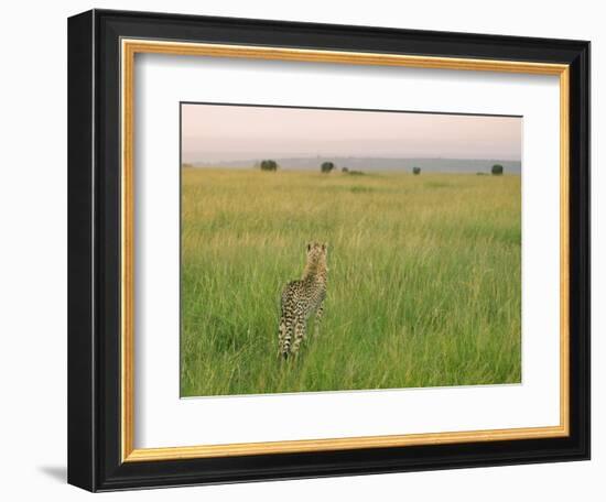 Cheetah (Acinonyx Jubatus) in the Grass, Maasai Mara National Reserve, Kenya-Keren Su-Framed Photographic Print