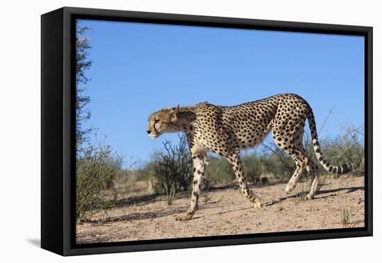 Cheetah (Acinonyx Jubatus), Kgalagadi Transfrontier Park, Northern Cape, South Africa, Africa-Ann & Steve Toon-Framed Premier Image Canvas