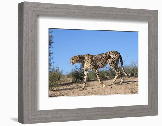 Cheetah (Acinonyx Jubatus), Kgalagadi Transfrontier Park, Northern Cape, South Africa, Africa-Ann & Steve Toon-Framed Photographic Print