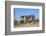 Cheetah (Acinonyx Jubatus), Kgalagadi Transfrontier Park, Northern Cape, South Africa, Africa-Ann & Steve Toon-Framed Photographic Print