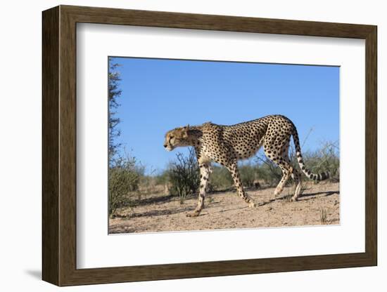 Cheetah (Acinonyx Jubatus), Kgalagadi Transfrontier Park, Northern Cape, South Africa, Africa-Ann & Steve Toon-Framed Photographic Print