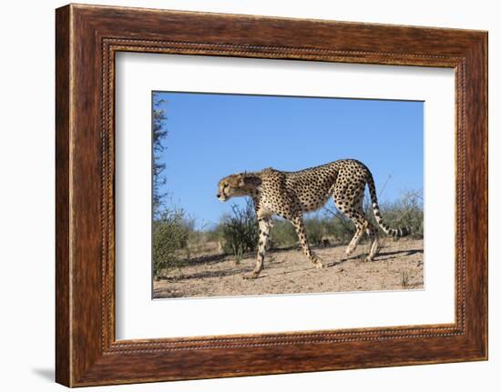 Cheetah (Acinonyx Jubatus), Kgalagadi Transfrontier Park, Northern Cape, South Africa, Africa-Ann & Steve Toon-Framed Photographic Print